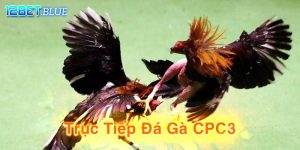 Trực Tiếp Đá Gà CPC3 - Trận Đấu Nảy Lửa Giữa Những Chiến Binh Dũng Mãnh Nhập Môn