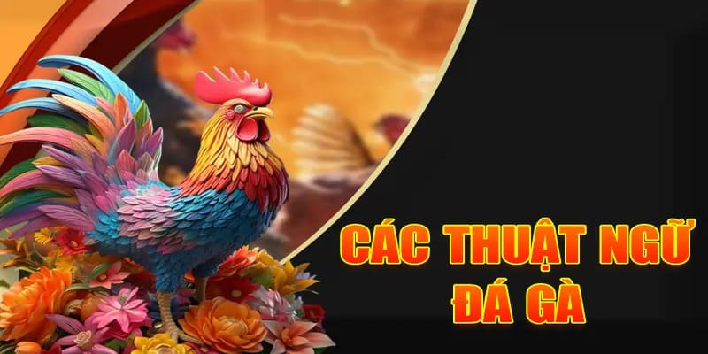 Thuật ngữ thường được sử dụng khi thi đấu